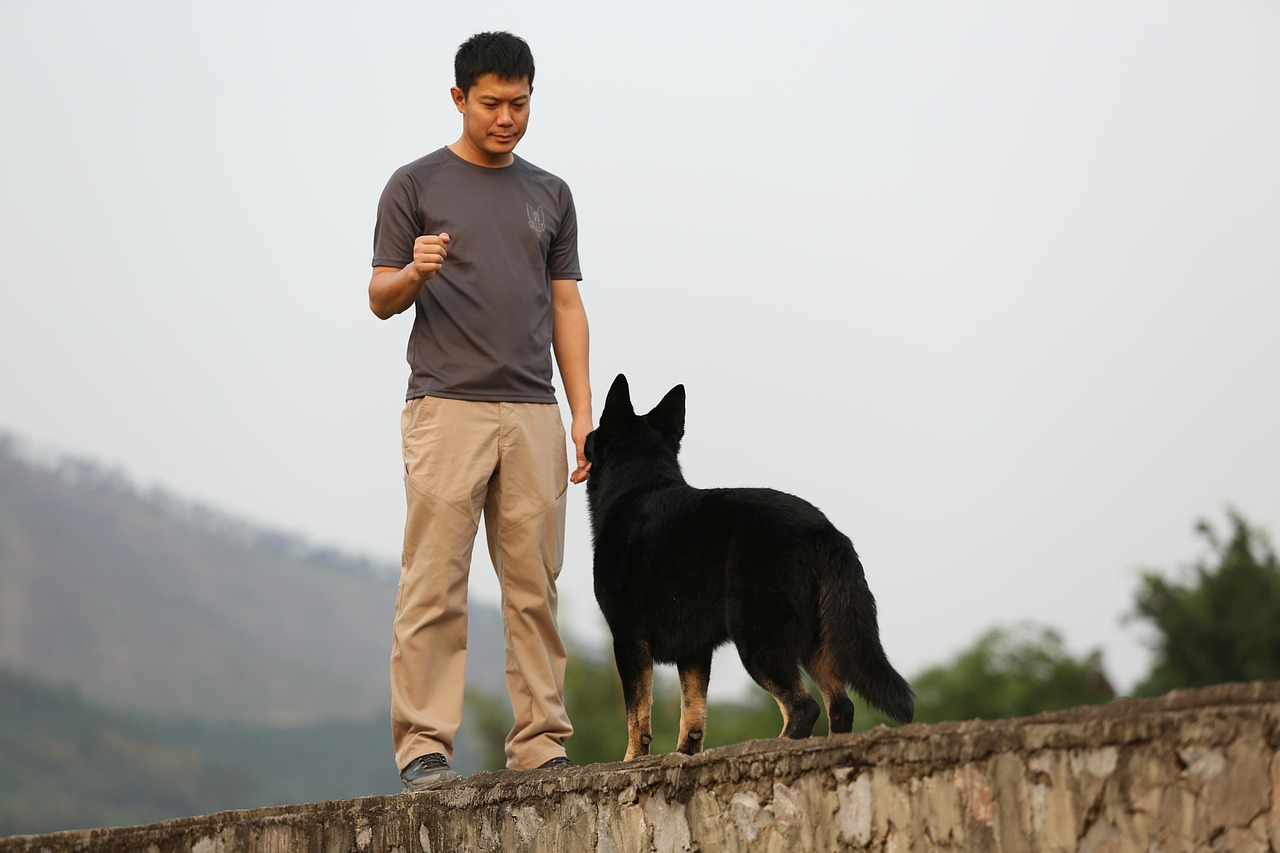 Common Mistakes in Dog Training Tips and How to Avoid Them