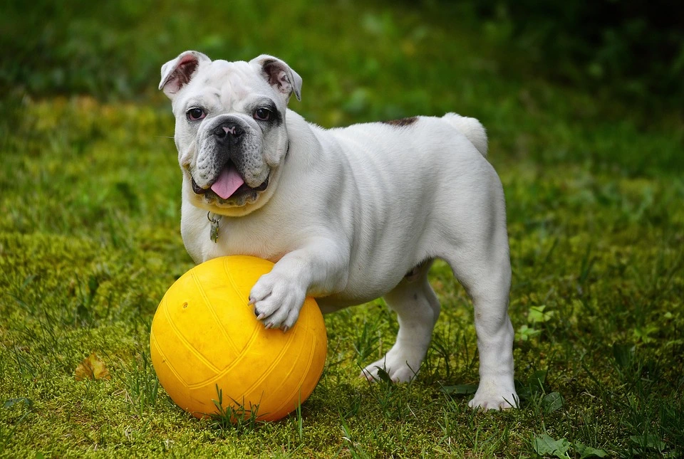 14 Practical Advice for Improving Your Dog’s Obedience Training