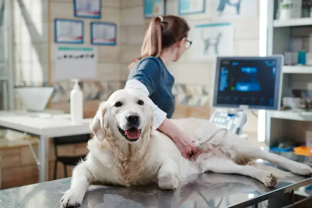 Scientific Study Dog Training Methods: Their Use, Effectiveness, and Impact on Behavior and Welfare